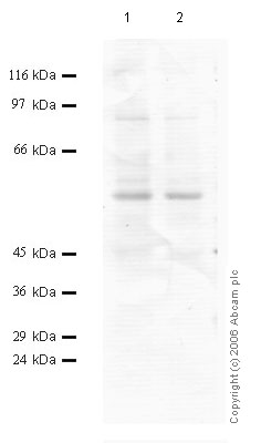 All lanes : Anti-TMPRSS4 antibody (ab56119) at 1/1000 dilutionLane 1 : Tissue lysate from rat lungLane 2 : Tissue lysate from rat lung