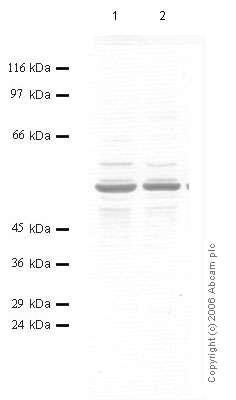 All lanes : Anti-TMPRSS4 antibody (ab56120) at 1/1000 dilutionLane 1 : Whole cell lysate from human epithelial carcinoma A431 cells Lane 2 : Whole cell lysate from human epithelial carcinoma A431 cells