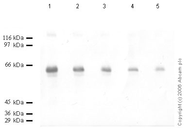 All lanes : Anti-TMPRSS5 antibody (ab56124) at 1/1000 dilutionLane 1 : Recombinant mouse TMPRSS5 at 0.04 µgLane 2 : Recombinant mouse TMPRSS5 at 0.02 µgLane 3 : Recombinant mouse TMPRSS5 at 0.01 µgLane 4 : Recombinant mouse TMPRSS5 at 0.004 µgLane 5 : Recombinant mouse TMPRSS5 at 0.002 µg