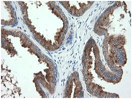 Immunohistochemical analysis of paraffin-embedded Human prostate tissue labelling TMPRSS5 with ab139163 at 1/150 dilution.