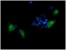 Immunofluorescent analysis of COS7 cells transiently transfected by pCMV6-ENTRY TMPRSS5 cDNA labelling TMPRSS5 with ab139163 at 1/100 dilution.