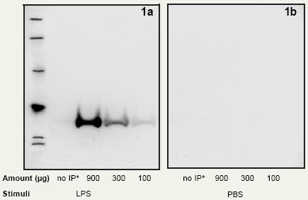 The agarose immobilized Anti-TNF alpha Affibody® molecule precipitates TNF-alpha protein from cell extracts derived from LPS stimulated but not from unstimulated THP-1 cells. RESULTS IMMUNOPRECIPITATION The human pro-monocytic cell line THP-1 was primed with PMA (200 nM) over night and stimulated with LPS (200 ng/ml) or with PBS (control) for 2 hours prior to termination of culture. Cell extracts prepared from LPS stimulated cultures and from control cells were incubated with agarose immobilized Anti-TNF-alpha Affibody® molecule for 2 hours. After incubation, the unbound proteins were washed away and the bound protein was eluted with SDS-PAGE separation and blotted onto a PVDF filter. The filter was stained with an antibody against full length TNF-alpha protein (25 kD). Figure 1a and 1b show that TNF-alpha was precipitated from LPS stimulated, but not from PBS stimulated THP-1 cell extract, using agarose immobilized Anti-TNF alpha Affibody® molecule. With increased amount of total prot