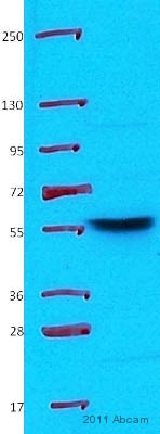 Anti-TNF Receptor II antibody (ab15563) at 1/1000 dilution + whole cell lysate prepared from human platelets (treated with ADP for 30 minutes) at 20 µgSecondaryHRP conjugated goat anti-rabbit polyclonal at 1/10000 dilutiondeveloped using the ECL technique