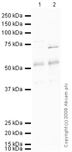 All lanes : Anti-TNF Receptor II antibody (ab74315) at 1 µg/mlLane 1 : Caco 2 (Human colonic carcinoma cell line) Whole Cell Lysate (ab76828)Lane 2 : HEK293 (Human embryonic kidney cell line) Whole Cell Lysate (ab52256)Lysates/proteins at 10 µg per lane.SecondaryGoat polyclonal to Rabbit IgG - H&L - Pre-Adsorbed (HRP) (ab65484) at 1/3000 dilutionPerformed under reducing conditions.