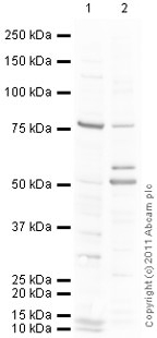All lanes : Anti-TNF Receptor II antibody (ab74315) at 1 µg/mlLane 1 : Heart (Rat) Tissue LysateLane 2 : Thymus (Rat) Tissue LysateLysates/proteins at 10 µg per lane.SecondaryGoat Anti-Rabbit IgG H&L (HRP) preadsorbed (ab97080) at 1/5000 dilutiondeveloped using the ECL techniquePerformed under reducing conditions.
