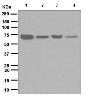 All lanes : Anti-TNF Receptor II antibody [EPR1653] (ab109322) at 1/10000 dilutionLane 1 : Jurkat cell lysateLane 2 : MCF7 cell lysateLane 3 : SW480 cell lysateLane 4 : THP1 cell lysateLysates/proteins at 10 µg per lane.SecondaryHRP labelled goat anti-rabbit at 1/2000 dilution