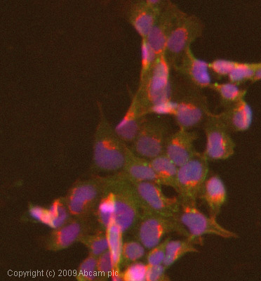 ICC/IF image of ab8161 stained Hek293 cells. The cells were 4% formaldehyde fixed (10 min) and then incubated in 1%BSA / 10% normal goat serum / 0.3M glycine in 0.1% PBS-Tween for 1h to permeabilise the cells and block non-specific protein-protein interactions. The cells were then incubated with the antibody (ab8161, 1µg/ml) overnight at +4°C. The secondary antibody (green) was Alexa Fluor® 488 goat anti-mouse IgG (H+L) used at a 1/1000 dilution for 1h. Alexa Fluor® 594 WGA was used to label plasma membranes (red) at a 1/200 dilution for 1h. DAPI was used to stain the cell nuclei (blue) at a concentration of 1.43µM.