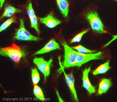 ICC/IF image of unpurified ab92324 stained HeLa cells. The cells were 100% methanol fixed (5 min) and then incubated in 1%BSA / 10% normal goat serum / 0.3M glycine in 0.1% PBS-Tween for 1h to permeabilise the cells and block non-specific protein-protein interactions. The cells were then incubated with the antibody (ab92324, neat) overnight at +4°C. The secondary antibody (green) was ab96899 Dylight 488 goat anti-rabbit IgG (H+L) used at a 1/250 dilution for 1h. Alexa Fluor® 594 WGA was used to label plasma membranes (red) at a 1/200 dilution for 1h. DAPI was used to stain the cell nuclei (blue) at a concentration of 1.43µM.