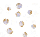 Immunocytochemistry of TNFRSF14 in Raji cells with ab62462 antibody at 10 µg/ml.