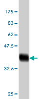 Western blot against tagged recombinant protein immunogen using ab57941 TNFRSF19L antibody at 1ug/ml.