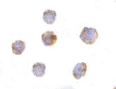 ab25948 at 10µg/ml staining TNFSF18 in THP-1 cells by ICC/IF