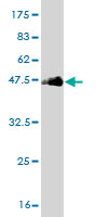 Western blot against tagged recombinant protein immunogen using ab56964 TNIK antibody at 1ug/ml.