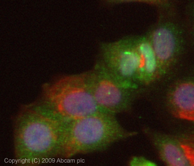 ICC/IF image of ab71388 stained MCF7 cells. The cells were 4% paraformaldehyde fixed (10 min) and then incubated in 1%BSA / 10% normal goat serum / 0.3M glycine in 0.1% PBS-Tween for 1h to permeabilise the cells and block non-specific protein-protein interactions. The cells were then incubated with the antibody (ab71388, 5µg/ml) overnight at +4°C. The secondary antibody (green) was ab96899, DyLight® 488 goat anti-rabbit IgG (H+L) used at a 1/250 dilution for 1h. Alexa Fluor® 594 WGA was used to label plasma membranes (red) at a 1/200 dilution for 1h. DAPI was used to stain the cell nuclei (blue) at a concentration of 1.43µM. This antibody also gave a positive result in 4% paraformaldehyde fixed (10 min) HeLa, Hek293 and HepG2 cells at 5µg/ml.