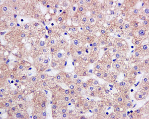 Immunohistochemical analysis of paraffin-embedded Human liver tissue labeling TOM1 with ab170928 at 1/250 dilution.