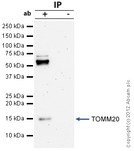 TOMM20 was immunoprecipitated using 0.5mg HepG2 whole cell extract, 5µg of Rabbit polyclonal to TOMM20 and 50µl of protein G magnetic beads (+). No antibody was added to the control (-). The antibody was incubated under agitation with Protein G beads for 10min, HepG2 whole cell extract lysate diluted in RIPA buffer was added to each sample and incubated for a further 10min under agitation.Proteins were eluted by addition of 40µl SDS loading buffer and incubated for 10min at 70oC; 10µl of each sample was separated on a SDS PAGE gel, transferred to a nitrocellulose membrane, blocked with 5% BSA and probed with ab78547.Secondary: Clean-Blot IP Detection Reagent (HRP) at 1/500 dilution.Band: 16kDa; TOMM20.