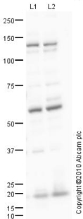 All lanes : Anti-SLC4A7 antibody (ab82335) at 1 µg/mlLane 1 : Caco 2 (Human colonic carcinoma cell line) Whole Cell Lysate Lane 2 : HEK293 (Human embryonic kidney cell line) Whole Cell Lysate Lysates/proteins at 10 µg per lane.SecondaryGoat polyclonal to Rabbit IgG - H&L - Pre-Adsorbed (HRP) at 10 µgdeveloped using the ECL techniquePerformed under reducing conditions.