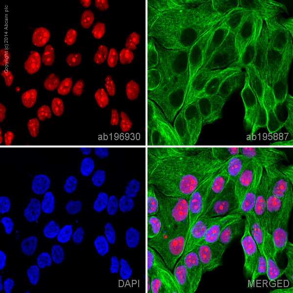 ab196930 staining Topoisomerase I in T47D cells. The cells were fixed with 4% formaldehyde (10 min), permeabilized with 0.1% Triton X-100 for 5 minutes and then blocked with 1% BSA/10% normal goat serum/0.3M glycine in 0.1% PBS-Tween for 1h. The cells were then incubated overnight at +4°C with ab196930 at a 1/100 dilution (shown in red) and ab195887, Mouse monoclonal to alpha Tubulin (Alexa Fluor® 488), at a 1/250 dilution (shown in green). Nuclear DNA was labelled with DAPI (shown in blue).Image was taken with a confocal microscope (Leica-Microsystems, TCS SP8).This product also gave a positive signal under the same testing conditions in HeLa cells fixed with 100% methanol (5 min).