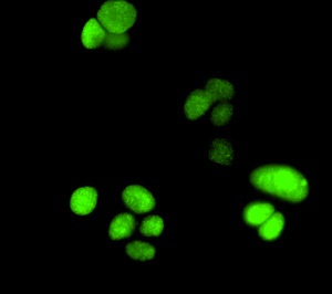 Immunofluorescent analysis of MCF7 cells labelling Topoisomerase I with ab131166 at 1/250 dilution.