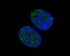 blue: DAPI; green: Topo I. Hela cell staining.