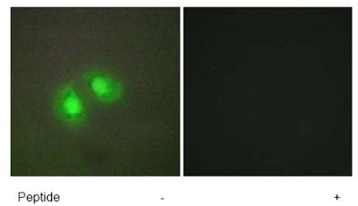 Immunofluorescence analysis of A549 cells, using ab74715 at 1/500-1/1000 dilution in the presence (+) or absence (-) of immunising peptide.