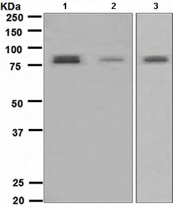 All lanes : Anti-TORC2 antibody [EPR3384(2)] (ab109081) at 1/1000 dilutionLane 1 : 293T cell lysateLane 2 : Raji cell lysateLane 3 : A673 cell lysateLysates/proteins at 10 µg per lane.