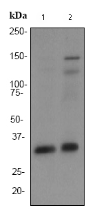 All lanes : Anti-Torsin A antibody [EP2569Y] (ab76133) at 1/1000 dilutionLane 1 : SH-SY5Y cell lysatesLane 2 : 293T cell lysatesLysates/proteins at 10 µg per lane.SecondaryHRP labelled goat anti-rabbit at 1/2000 dilution