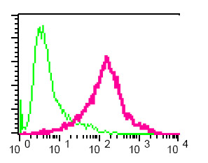 Flow cytometric analysis of permeabilized SH-SY5Y cells using ab76133 at 1/150 dilution (red) or a rabbit IgG (negative) (green).