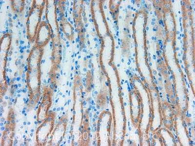 IHC image of TPA Tissue Plasminogen Activator staining in Mouse normal kidney formalin fixed paraffin embedded tissue section, performed on a Leica BondTM system using the standard protocol B. The section was pre-treated using heat mediated antigen retrieval with sodium citrate buffer (pH6, epitope retrieval solution 1) for 20 mins. The section was then incubated with ab28208, 5µg/ml, for 15 mins at room temperature and detected using an HRP conjugated ABC system. DAB was used as the chromogen. The section was then counterstained with haematoxylin and mounted with DPX. For other IHC staining systems (automated and non-automated) customers should optimize variable parameters such as antigen retrieval conditions, primary antibody concentration and antibody incubation times.