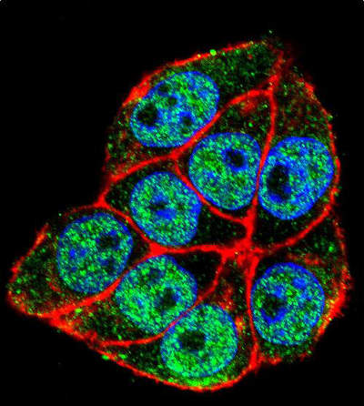 Immunofluorescent analysis of HeLa cells labeling TRADD with ab170371 at a 1/10 dilution. Primary incubation was followed by secondary antibody labeling with Alexa Fluor 488-conjugated goat anti-rabbit lgG (green). Actin filaments have been labeled with Alexa Fluor555 phalloidin (red). DAPI was used to stain the cell nuclear (blue).