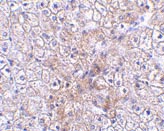 ab37119 at 2.5µg/ml staining TRAF2 in human liver tissue by IHC