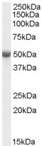 Anti-TRAF2 antibody (ab60169) at 0.1 µg/ml + Human Ovary lysate (35µg protein in RIPA buffer)