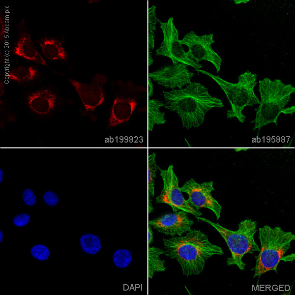 ab199823 staining TRAF3 in A375 cells. The cells were fixed with 100% methanol (5min), permeabilized with 0.1% Triton X-100 for 5 minutes and then blocked with 1% BSA/10% normal goat serum/0.3M glycine in 0.1% PBS-Tween for 1h. The cells were then incubated overnight at +4°C with ab199823 at 1/100 dilution (shown in red) and ab195887, Mouse monoclonal to alpha Tubulin (Alexa Fluor® 488), at 2µg/ml (shown in green). Nuclear DNA was labelled with DAPI (shown in blue).Image was taken with a confocal microscope (Leica-Microsystems, TCS SP8).This product also gave a positive signal under the same testing conditions in A375 cells fixed with 4% formaldehyde (10 min).