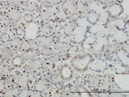 TRAF4 antibody (ab56613) used in immunohistochemistry at 1ug/ml on formalin fixed and paraffin embedded human salivary gland.