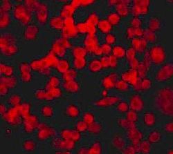 Immunocytochemistry/Immunofluorescence analysis of HeLa cells labelling TRAF6 with unpurified ab40675 at 1/250.