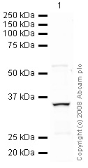 Anti-TRAIL antibody (ab42243) at 1 µg/ml + A549 (Human lung adenocarcinoma epithelial cell line) Whole Cell Lysate (ab7910) at 10 µgSecondaryIRDye 680 Conjugated Goat Anti-Rabbit IgG (H+L) at 1/10000 dilutionPerformed under reducing conditions.
