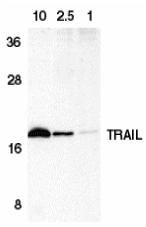 Western blot analysis of HeLa cell lysate containing 10, 2.5, or 1 ng of recombinant protein containing extracellular domain of TRAIL with anti-TRAIL at 1 µg/ml. 