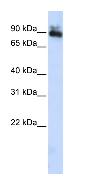 Anti-Transcription factor Sp4 antibody (ab83373) at 1 µg/ml (in 5% skim milk / PBS buffer) + HepG2 cell lysate at 10 µgSecondaryHRP conjugated anti-Rabbit IgG at 1/50000 dilution