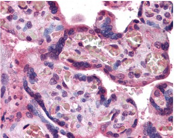 Immunohistochemical analysis of paraffin embedded Placenta tissue, labelling Transferrin Receptor with ab137844 at 10 µg/ml.