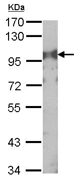 Anti-Transferrin Receptor antibody (ab137844) at 1/1000 dilution + NIH 3T3 whole cell lysate at 30 µg