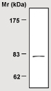 Anti-Transglutaminase 2 antibody [14G2] (ab21258) at 1/500 dilution + U87MG cell lysate