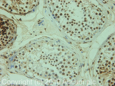 IHC image of Transition Protein 1 staining in Human normal testis FFPE section, performed on a BondTM system using the standard protocol F. The section was pre-treated using heat mediated antigen retrieval with sodium citrate buffer (pH6, epitope retrieval solution 1) for 20 mins. The section was then incubated with ab73135, 1µg/ml, for 15 mins at room temperature and detected using an HRP conjugated compact polymer system. DAB was used as the chromogen. The section was then counterstained with haematoxylin and mounted with DPX