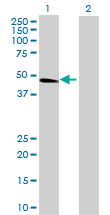 All lanes : Anti-SLC7A7 antibody (ab69872) at 1/500 dilutionLane 1 : SLC7A7 transfected 293T cell lysate Lane 2 : Non transfected 293T cell lysate Lysates/proteins at 25 µg per lane.SecondaryGoat Anti-Mouse IgG (H&L)-HRP Conjugate at 1/2500 dilution