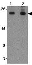 Lane 1 : Anti-Translin antibody - C-terminal (ab190241) at 0.5 µg/mlLane 2 : Anti-Translin antibody - C-terminal (ab190241) at 1 µg/mlLane 1 : Rat lung tissue lysateLane 2 : Rat lung tissue lysate