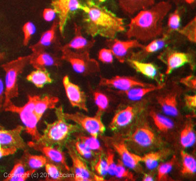 ICC/IF image of ab79958 stained HeLa cells. The cells were 100% methanol fixed (5 min) and then incubated in 1%BSA / 10% normal goat serum / 0.3M glycine in 0.1% PBS-Tween for 1h to permeabilise the cells and block non-specific protein-protein interactions. The cells were then incubated with the antibody (ab79958, 5µg/ml) overnight at +4°C. The secondary antibody (green) was Alexa Fluor® 488 goat anti-rabbit IgG (H+L) used at a 1/1000 dilution for 1h. Alexa Fluor® 594 WGA was used to label plasma membranes (red) at a 1/200 dilution for 1h. DAPI was used to stain the cell nuclei (blue) at a concentration of 1.43µM.