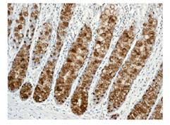 Immunohistochemical analysis of Trefoil Factor 3 in paraffin-embedded Human colon tissue using ab109104 at 1/500 dilution.