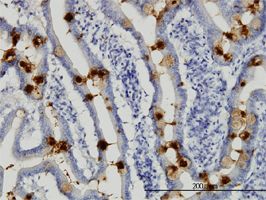 Trefoil Factor 3 antibody (ab57752) used in immunohistochemistry at 3ug/ml on formalin fixed and paraffin embedded human small Intestine.