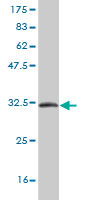 Western blot against tagged recombinant protein immunogen using ab57752 Trefoil Factor 3 antibody at 1ug/ml.