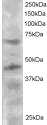 ab2447 staining (2µg/ml) of HeLa lysate (RIPA buffer, 30µg total protein per lane). Primary incubated for 12 hours. Detected by western blot using chemiluminescence