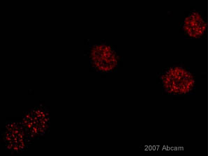 ab10579 at 1/500 staining human HeLa cells by ICC/IF. The cells were parafomaldehyde fixed and blocked with BSA prior to incubation with the antibody for 45 minutes. An Alexa-Fluor ® 555 conjugated donkey anti-mouse antibody was used as the secondary. See Abreview