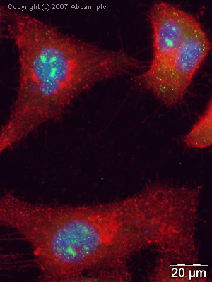 ICC/IF image of ab4182 stained human HeLa cells. The cells were PFA fixed (10 min), permabilised in TBS-T (20 min) and incubated with the antibody (ab4182, 1µg/ml) for 1h at room temperature. 1%BSA / 10% normal goat serum / 0.3M glycine was used to quench autofluorescence and block non-specific protein-protein interactions. The secondary antibody (green) was Alexa Fluor® 488 goat anti-rabbit IgG (H+L) used at a 1/1000 dilution for 1h. Alexa Fluor® 594 WGA was used to label plasma membranes (red). DAPI was used to stain the cell nuclei (blue).